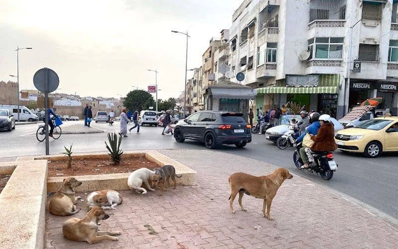 Jongetje overleden na beet van zwerfhond in Nador 