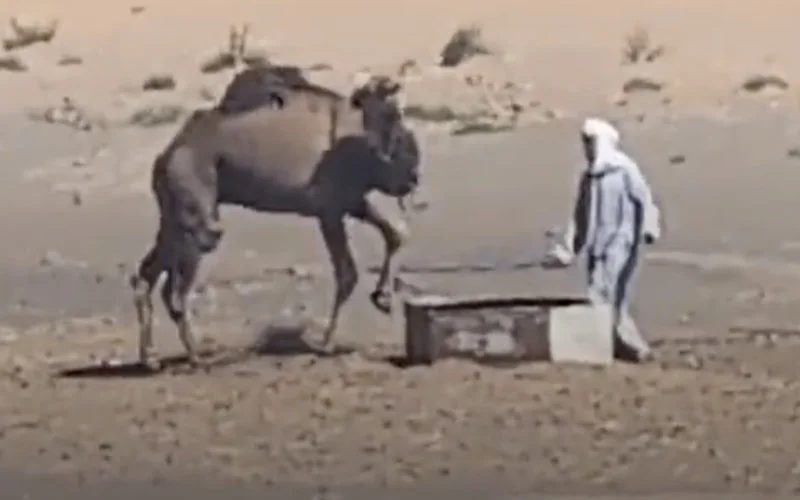 De harde waarheid achter kameelritten in Marokko