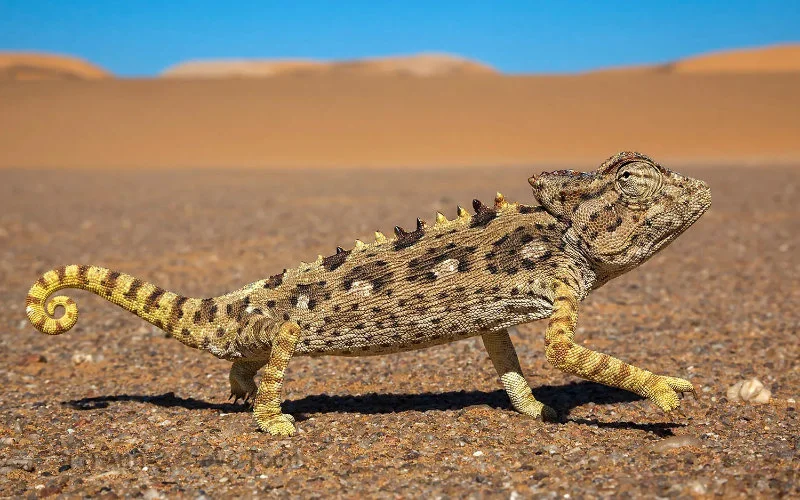 Marokko gaat gebukt onder nieuwe hittegolf
