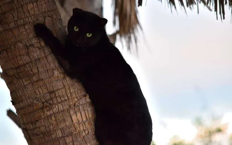 Brandweer Casablanca zet zich in om kat te redden (video)