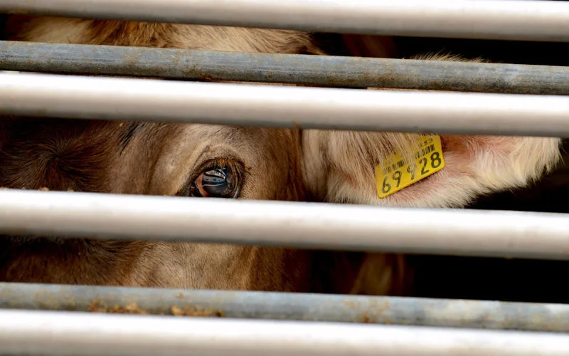 Marokko blokkeert lading runderen, duizenden dieren vast in haven