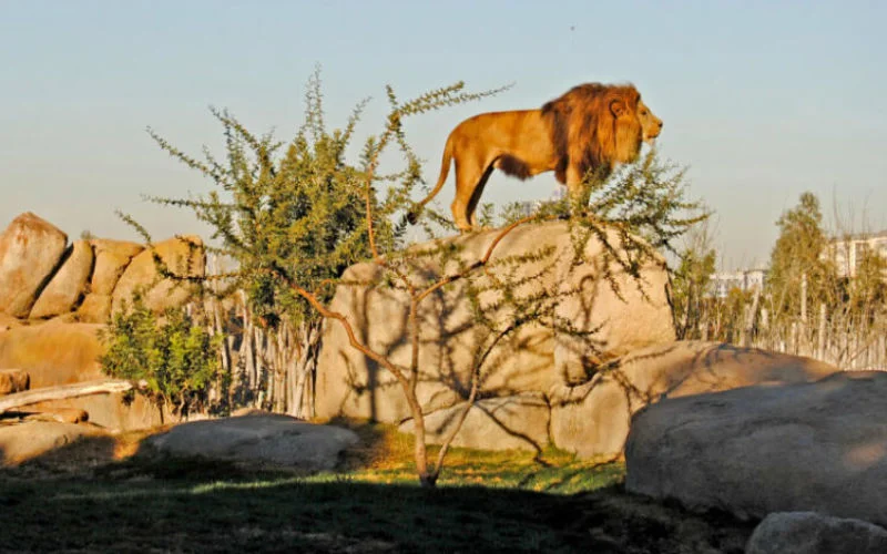 Nieuw leven voor Marokkaanse dierentuin: eerste dieren geleverd