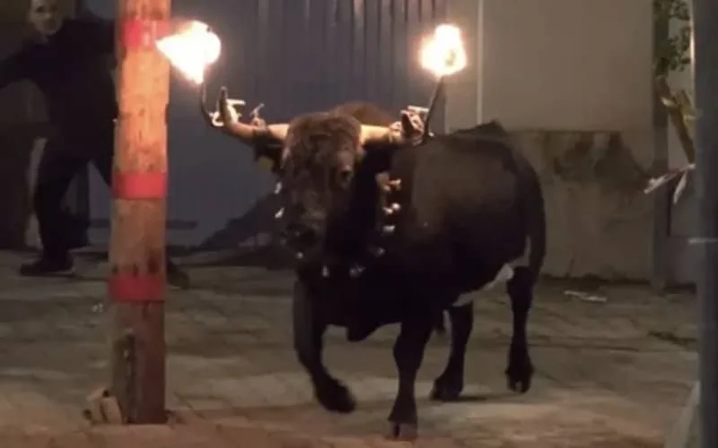 Jonge Marokkaan door stier gedood in Spanje