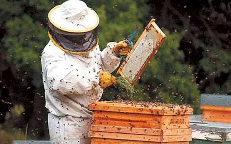 Nijkerkse imker leerde het beroep van zijn grootvader in Marokko