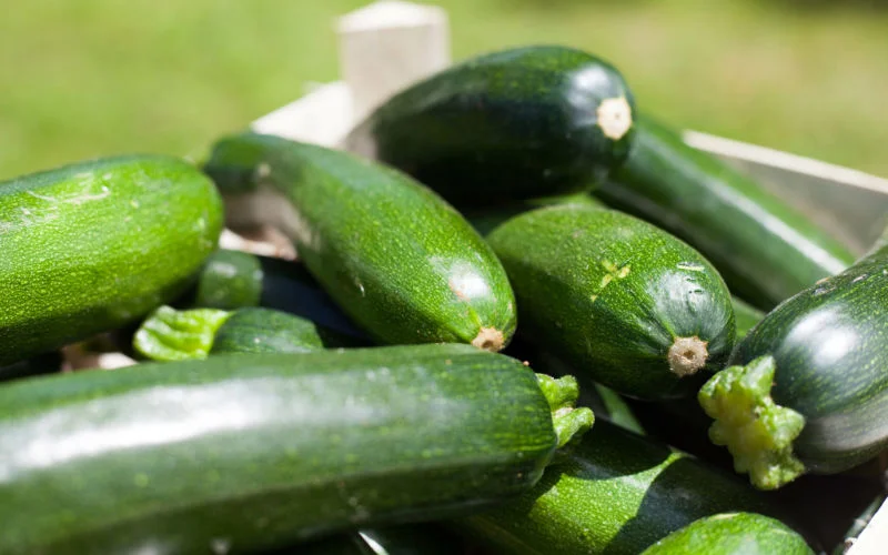 Marokkaanse courgette nekt Europese boeren