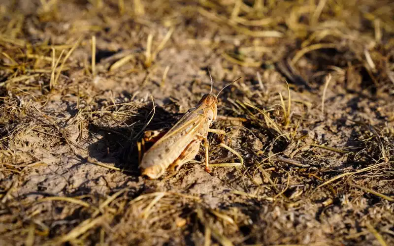 Marokkaanse sprinkhaan bedreigt tarweoogst in Afghanistan