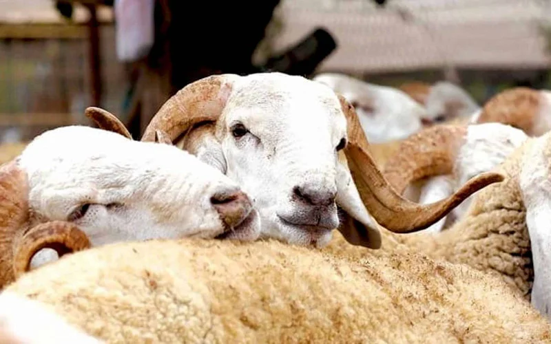 Helft Marokkanen wil annulering Eid ul-Adha