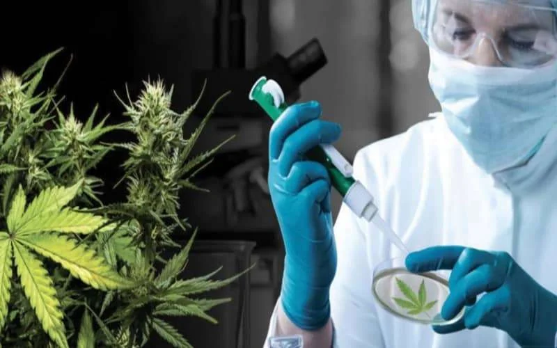Israëlische investeerders tonen interesse in Marokkaanse cannabisindustrie