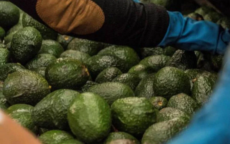 Oneerlijke Concurrentie? Europa klaagt over Marokkaanse avocado-import