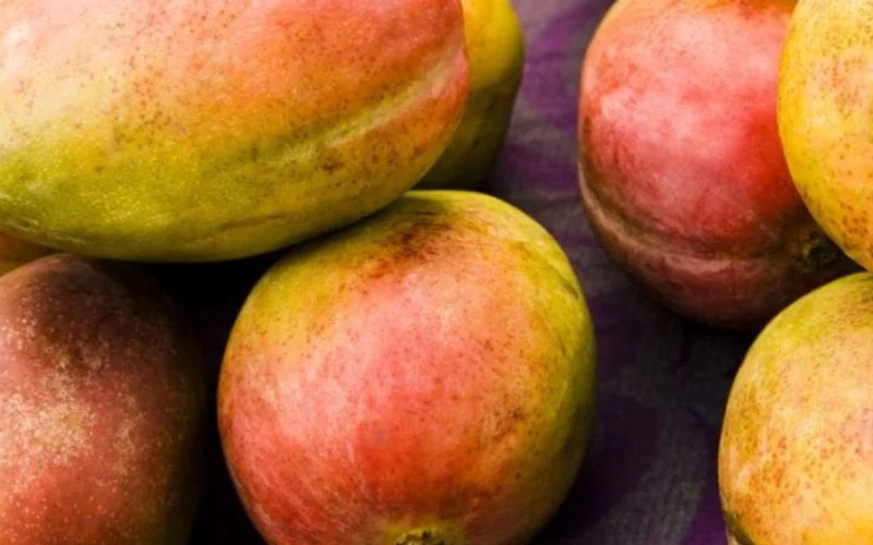 Marokko breekt historisch record met mango's