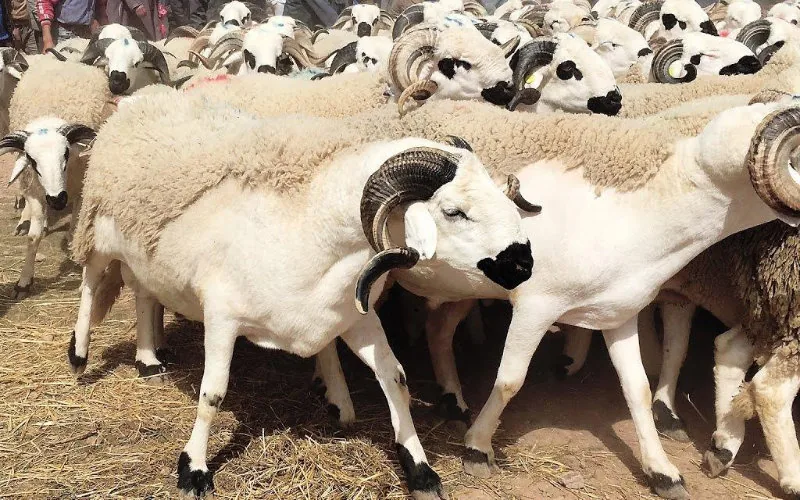 Annulering Eid ul-Adha in Marokko, miljarden verloren