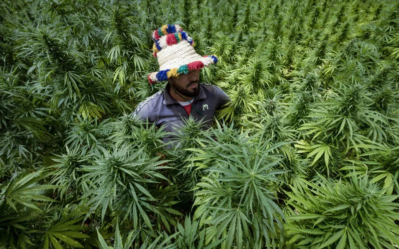 Marokko verscheept cannabis naar Australië