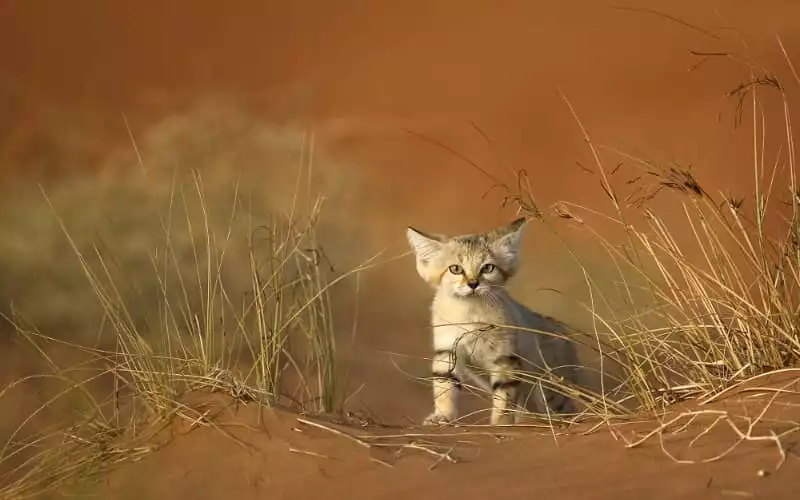 Marokko kreunt onder extreme hittegolf 