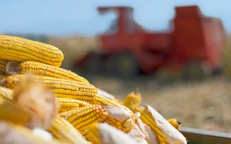 Marokko ontvangt 72.000 ton Amerikaans maïs in week tijd