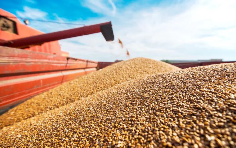 Marokko ontvangt 60.000 ton graan uit Kazachstan