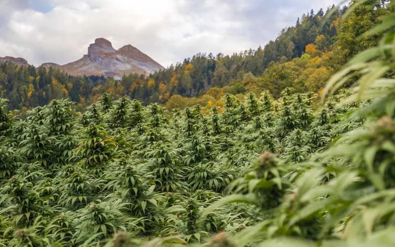 Marokko geeft invoervergunning voor cannabiszaden