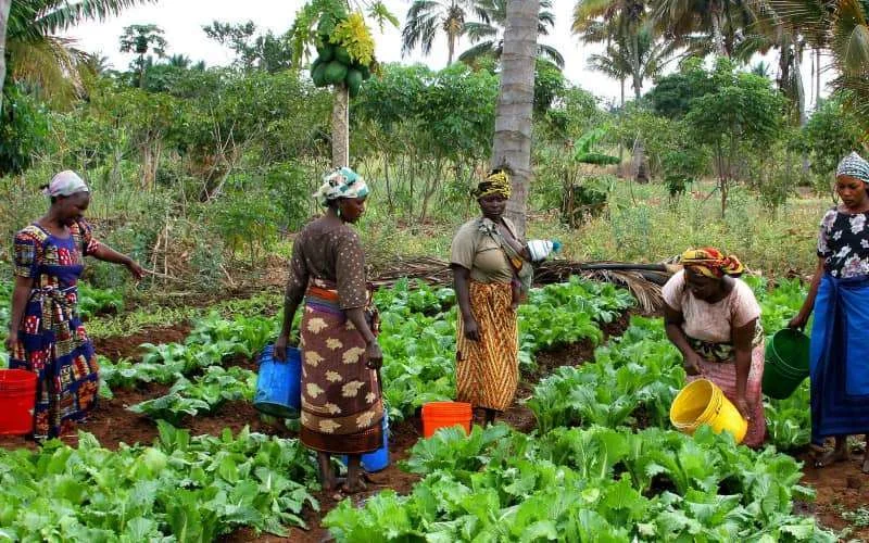 Marokko levert 370.000 ton meststoffen aan Afrikaanse landen tegen verlaagde prijs