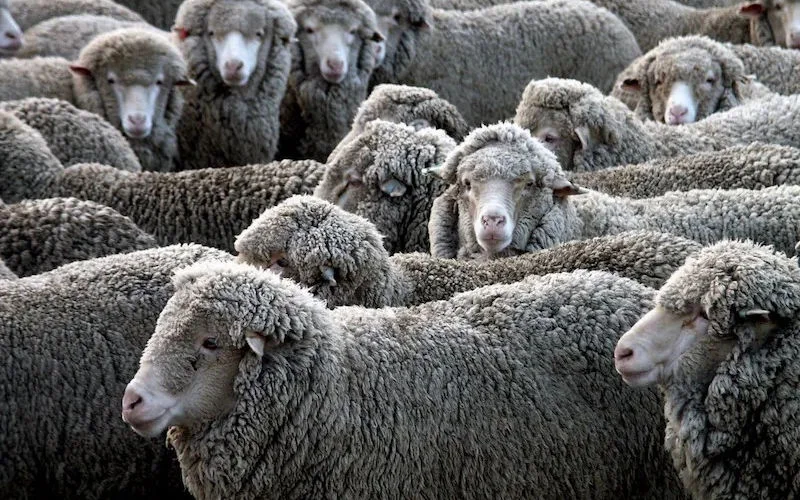 Marokko importeert "goedkope" schapen uit Spanje