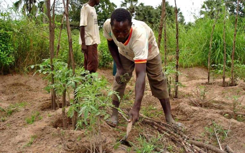 Marokko schenkt grote hoeveelheid kunstmest aan Senegal