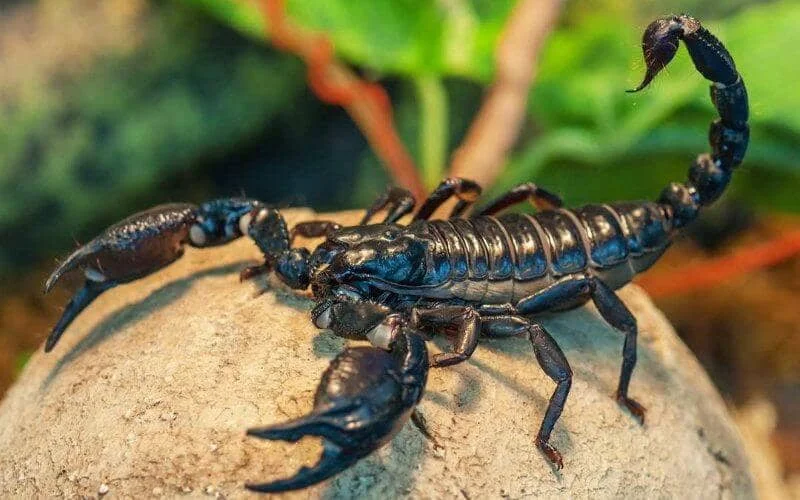 Marokko waarschuwt voor dodelijke steken in de zomer