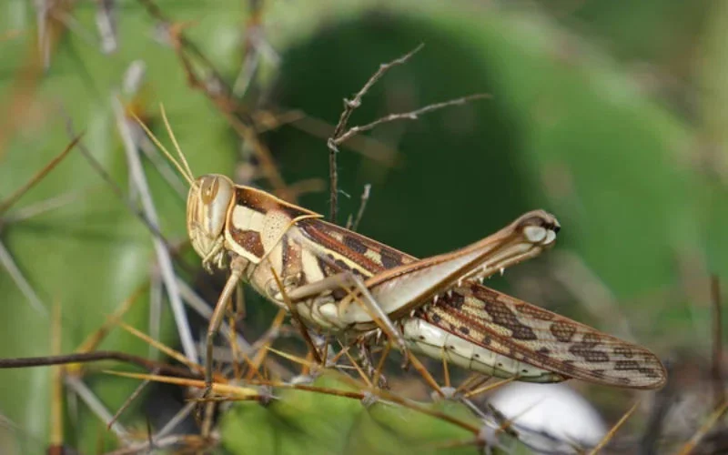 Grote zorgen in Marokko door omvangrijke sprinkhanenplaag
