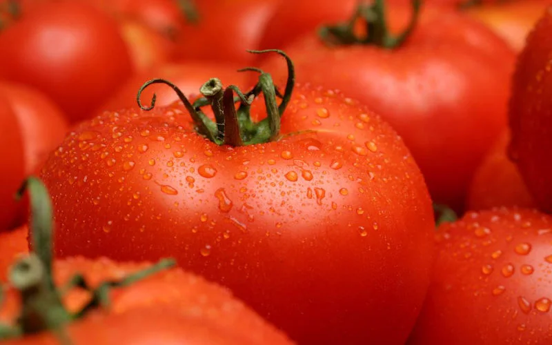 Marokko domineert wereldwijde tomatenmarkt
