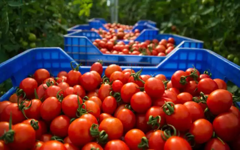 Marokko stormt wereldtop binnen als tomatenexporteur