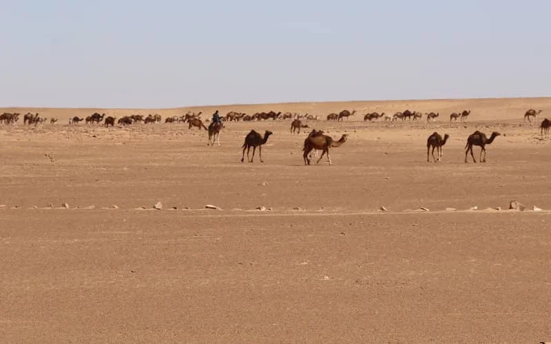 Mauritaniërs gedood bij Marokkaanse aanval in Sahara