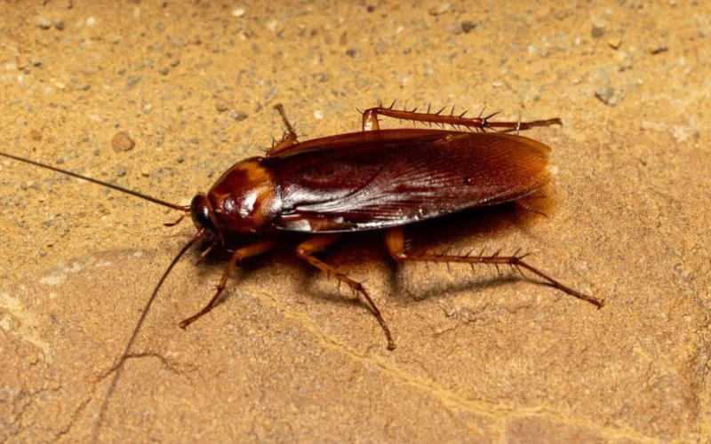 Vliegen, muggen en kakkerlakken: Marokkaanse stad kampt met insectenplaag