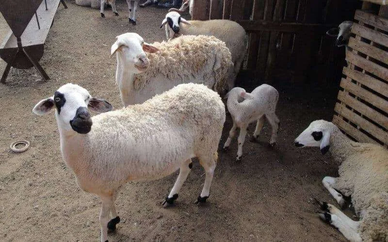 Man doodt vrouw na geschil over schaap voor Eid ul-Adha in Marrakech