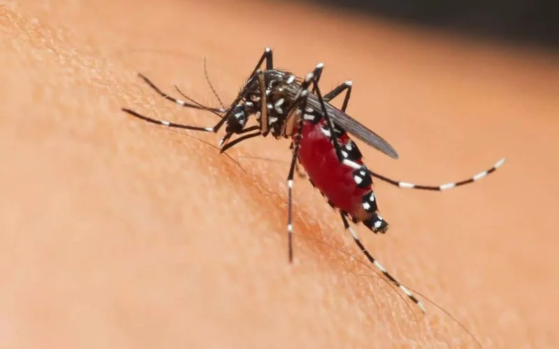 Nador wordt gek van 'agressieve' muggen