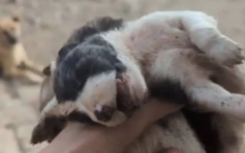 Nachtmerrie voor zwerfhonden in Kenitra