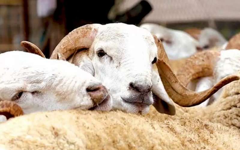 Eid ul-Adha zal een omzet genereren van meer dan 12 miljard dirham