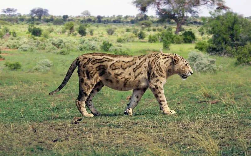 Spaanse onderzoekers vinden overblijfselen van uitgestorven carnivoor in Marokko