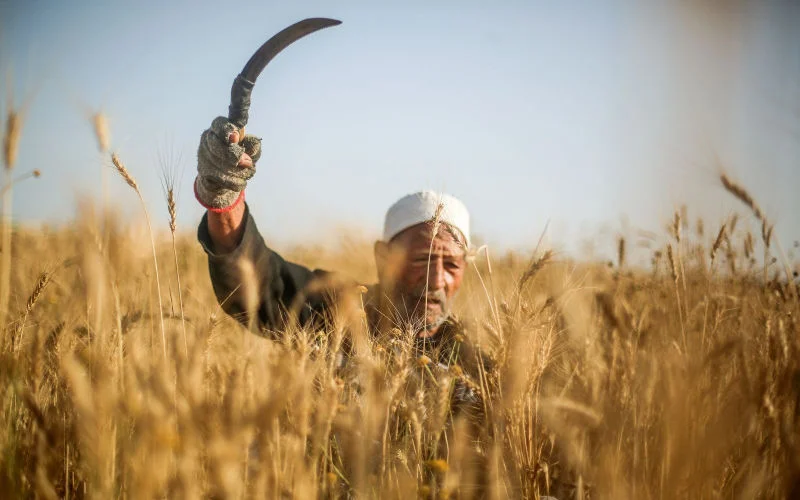 NEXUS-project moet landbouw in Noord-Marokko revolutioneren