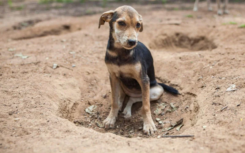 Gevaarlijke parasiet gevonden bij honden in Marokko