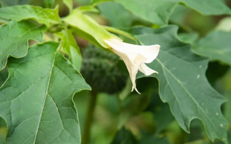 Marokkanen door planten vergiftigd