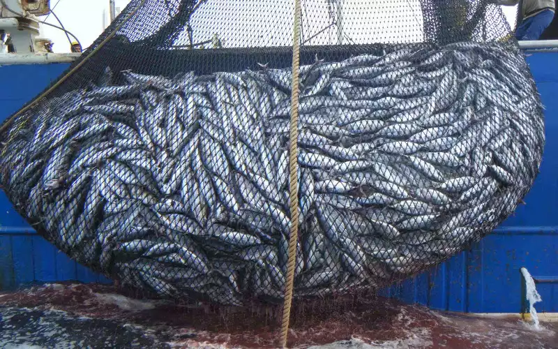 Visserijovereenkomst: Spanje negeert Polisario