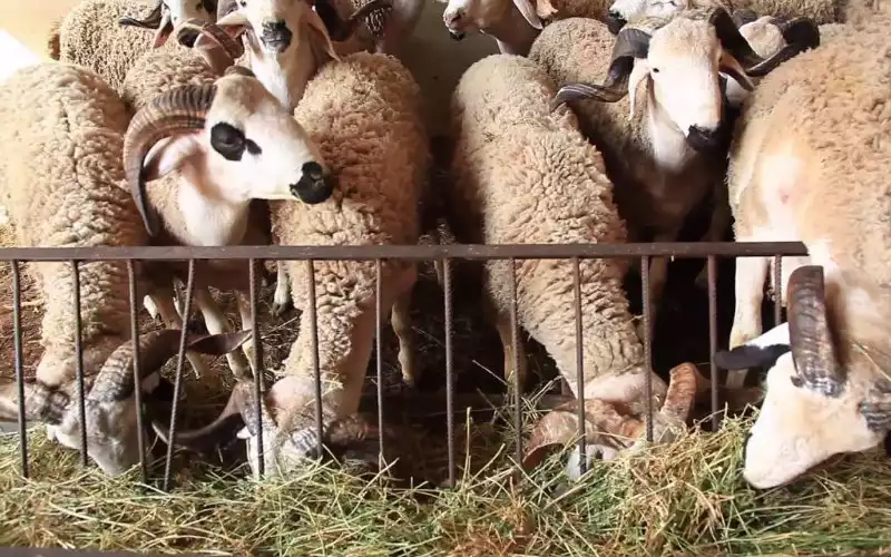 Eid ul-Adha: hoeveel kost een geïmporteerd schaap?