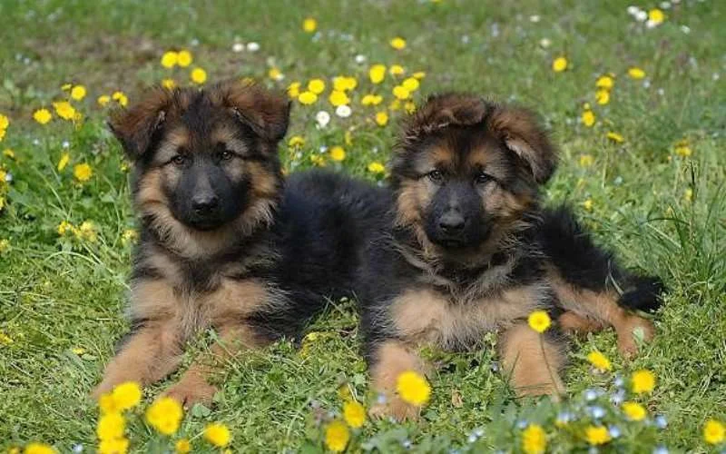 Belg wil uitzetting Marokkaanse pups voorkomen