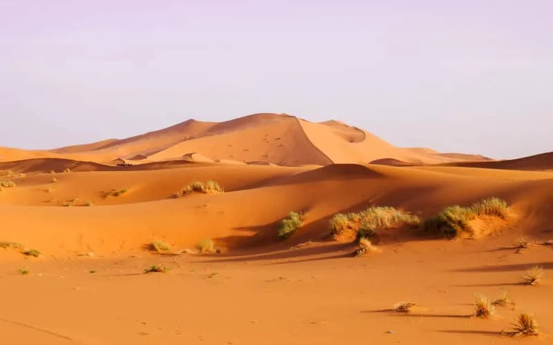 Fossielen oerossen en neushoorns gevonden in Sahara