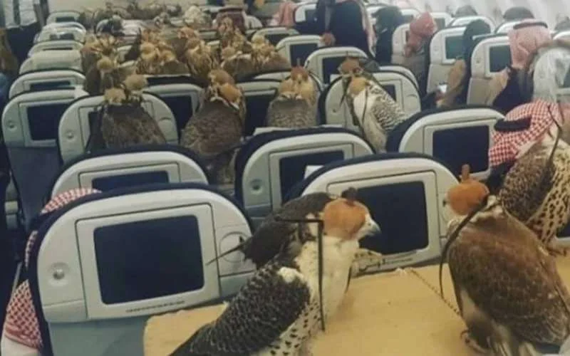 Saoedische prins met 80 valken op vlucht naar Marokko?