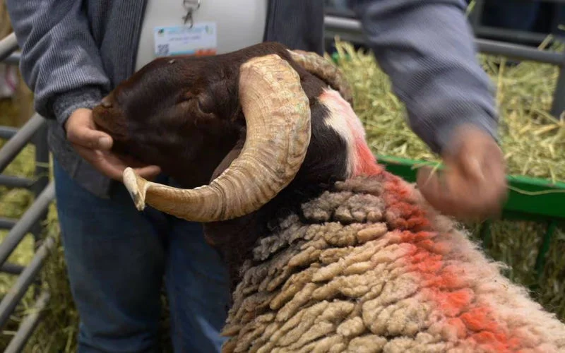 Schapenras Timahdit, een Marokkaanse trots