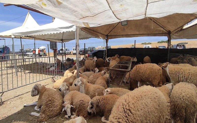 Markten gesloten, nergens schapen in Noord-Marokko