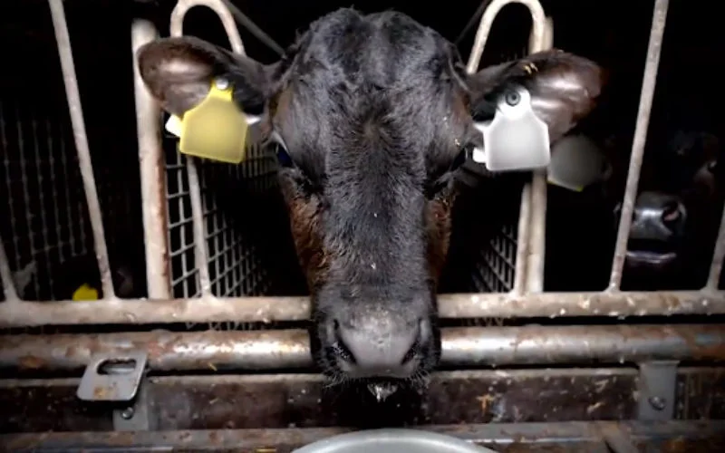 Schip met 2000 Ierse stieren op weg naar Marokko