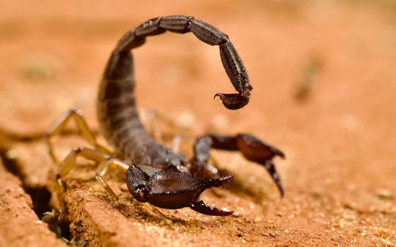 Waarschuwing voor schorpioenen in Al Hoceima