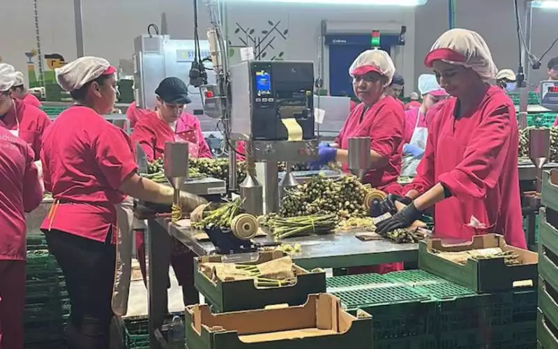 Marokkaanse seizoenarbeidsters "verdwijnen" in Spanje