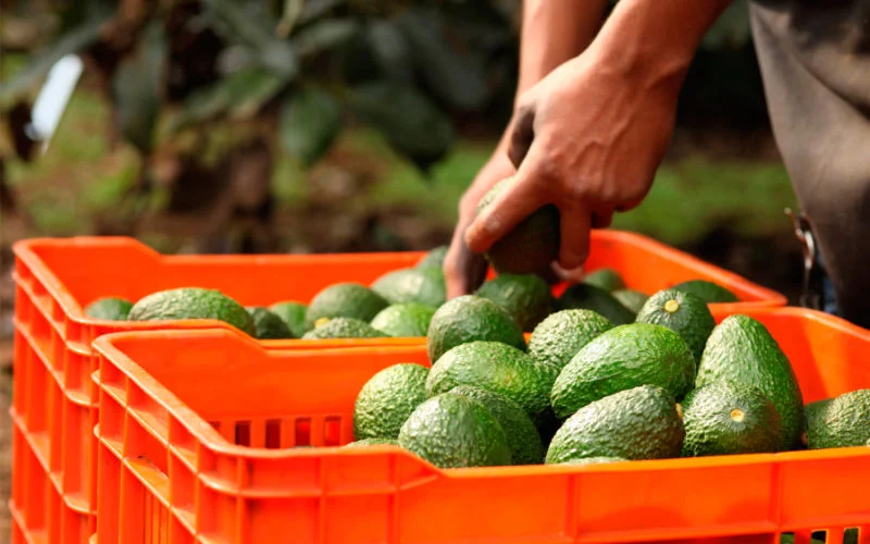 Spaanse avocadomarkt keldert door Marokko
