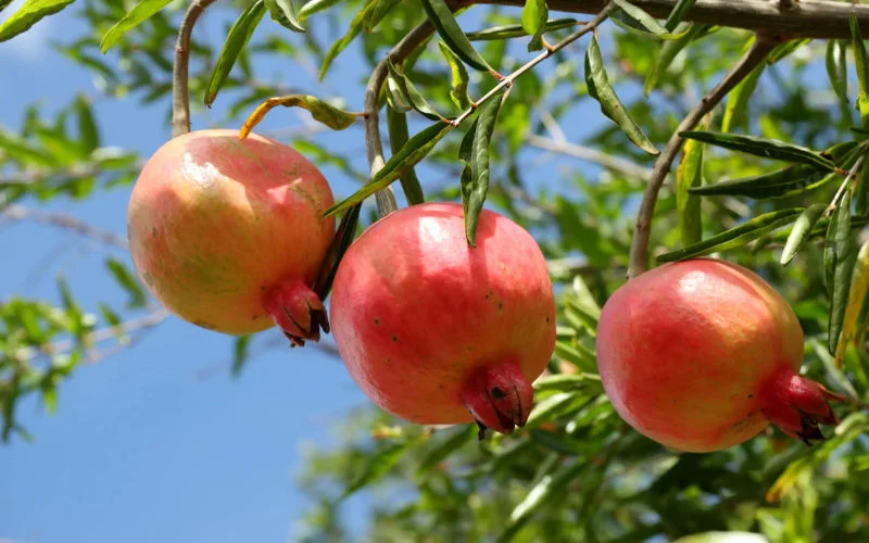Parasiet ontdekt in Marokkaanse granaatappels in Spanje