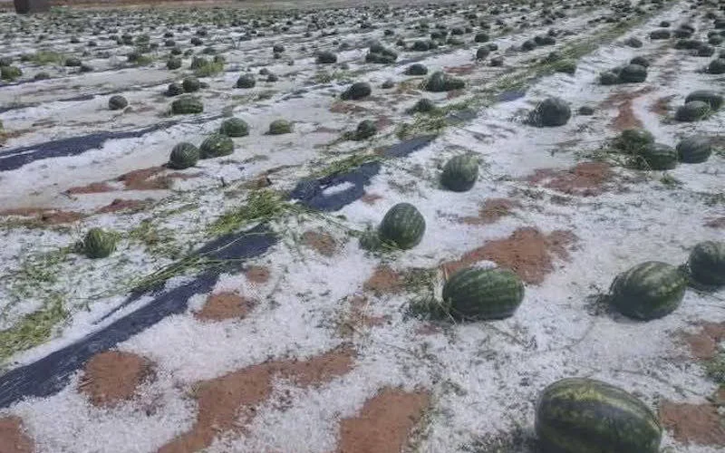 Storm en hagel verwoest oogsten in Marokko 